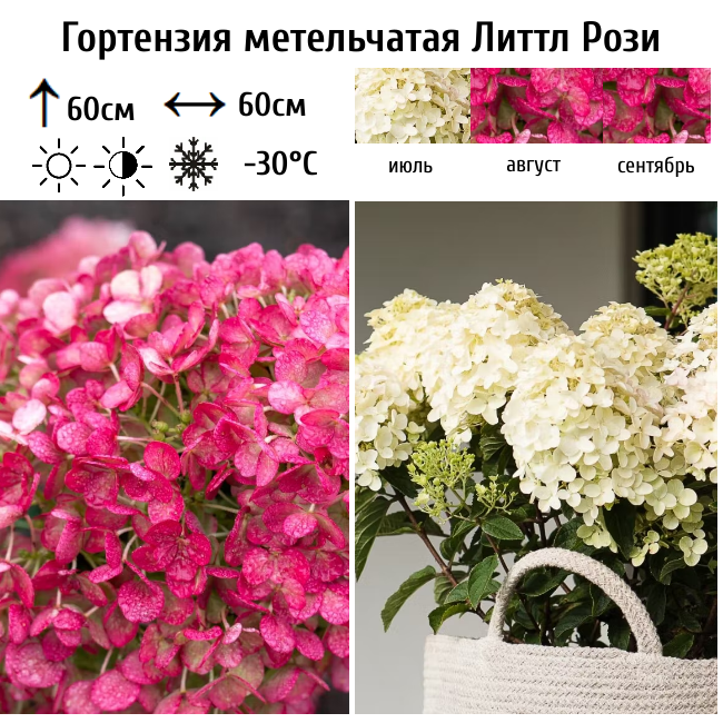 Гортензия метельчатая "Литтл Рози"