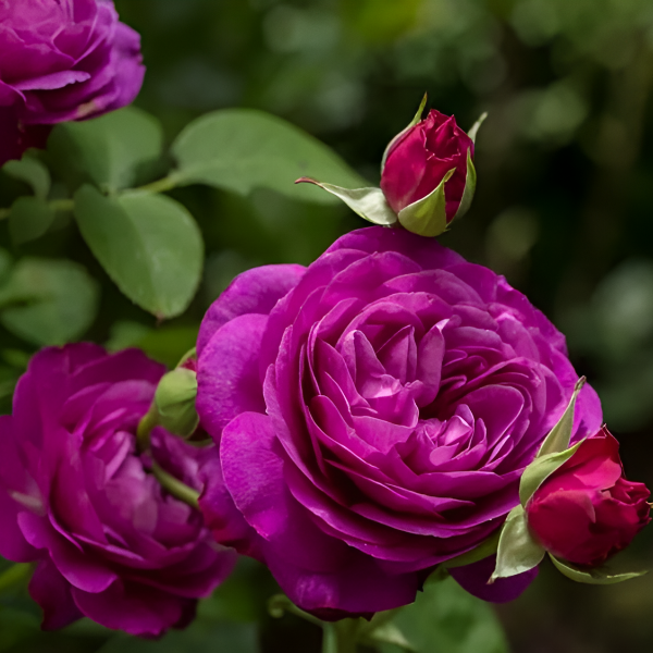 Роза полиантовая "Heidi Klum"