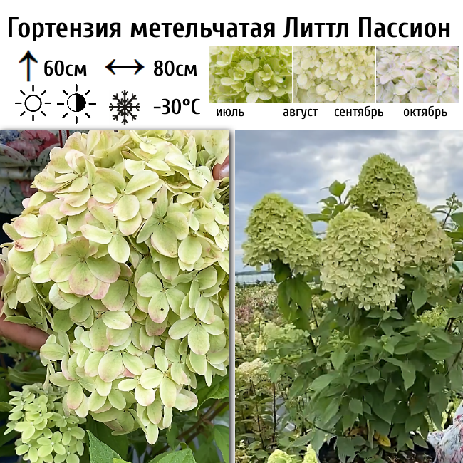 Гортензия метельчатая "Литтл Пассион"