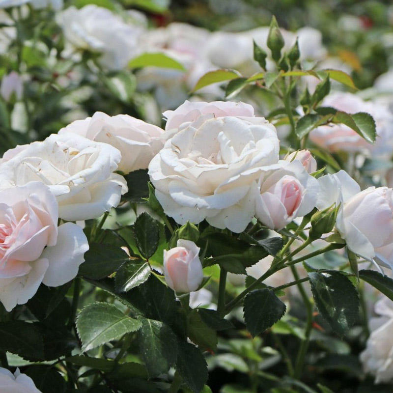 Роза полиантовая "Aspirin"