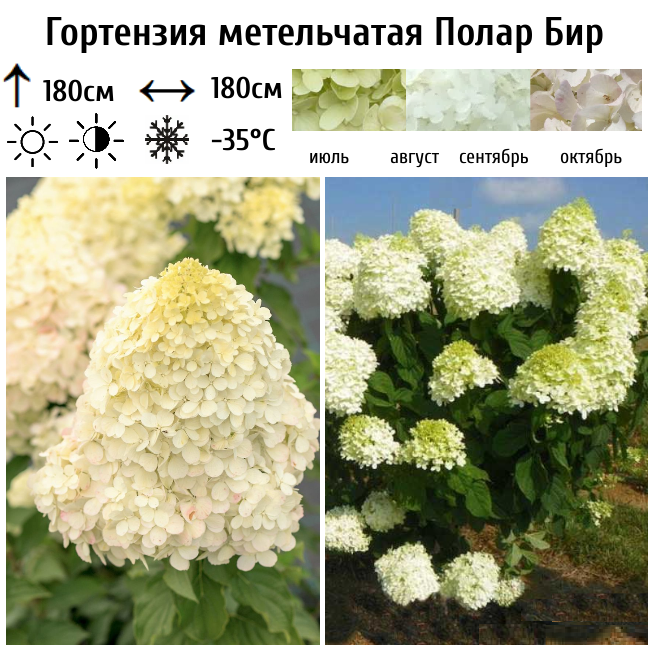 Гортензия метельчатая "Полар Бир"