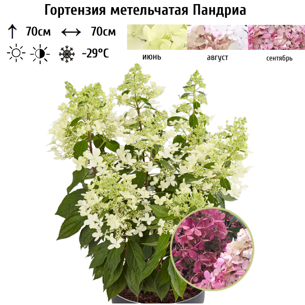 Гортензия метельчатая "Пандриа"