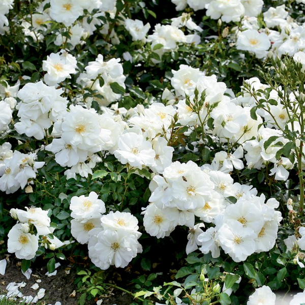 Роза миниатюрная "Flower Carpet Schneeflocke"