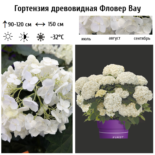 Основное изображение товара