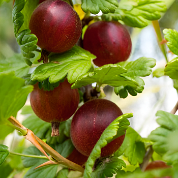 Крыжовник "Розовый-2" 