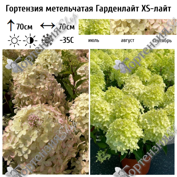 Гортензия метельчатая "Гарденлайт XS-лайт"
