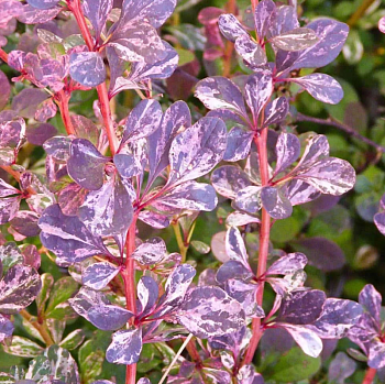Барбарис Тунберга "Фламинго" 