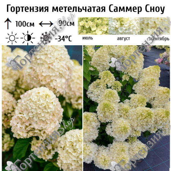 Гортензия метельчатая "Саммер Сноу"