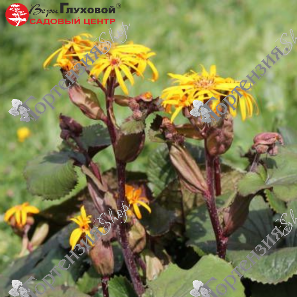 Бузульник зубчатый "Твайлайт"