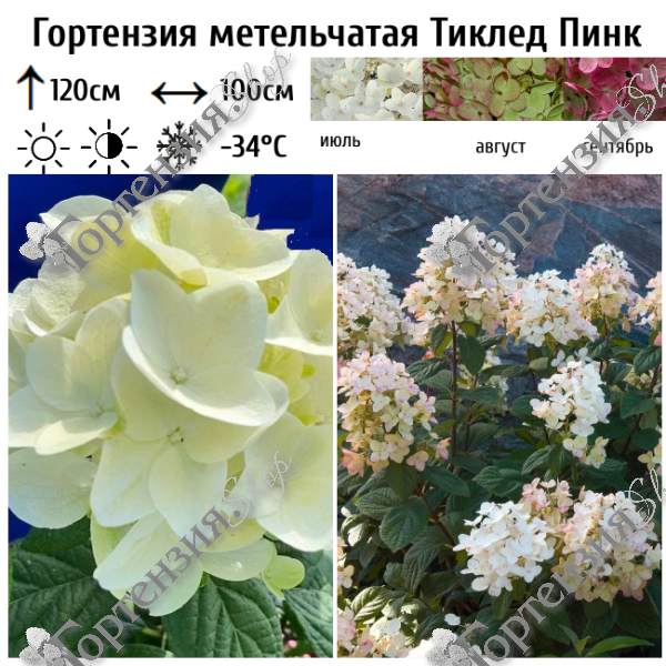 Гортензия метельчатая "Тиклед Пинк"