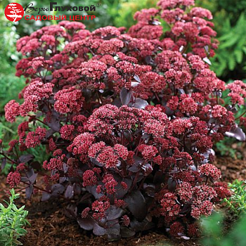 Очиток гибридный "Пурпл Эмперор"  