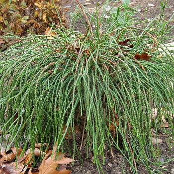 Туя складчатая "Випкорд" 