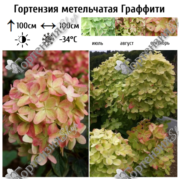 Гортензия метельчатая "Граффити"