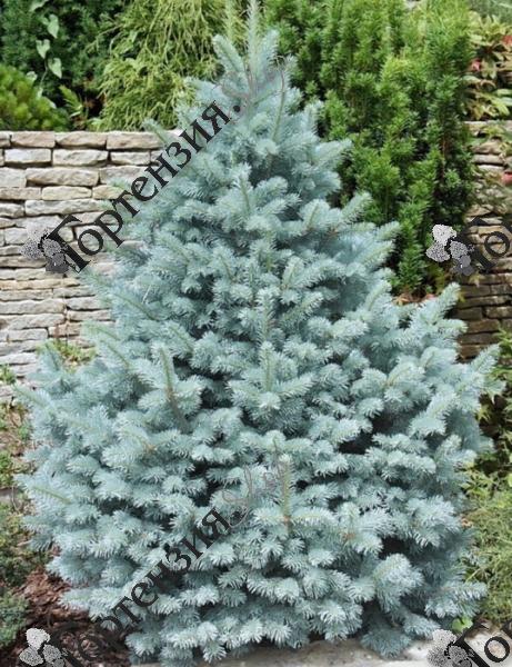 Ель колючая "Глаука Мисти Блю"