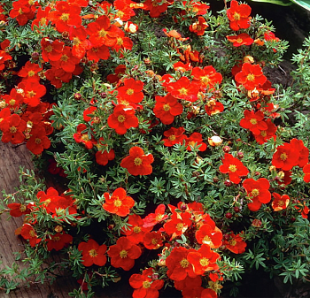 Лапчатка кустарниковая "Ред Айс" 