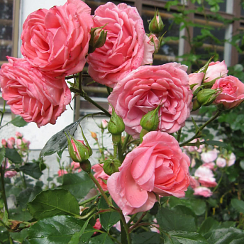 Роза Ругоза "Pink Robusta" 