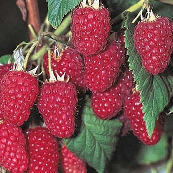 Малина "Харитейдж" 