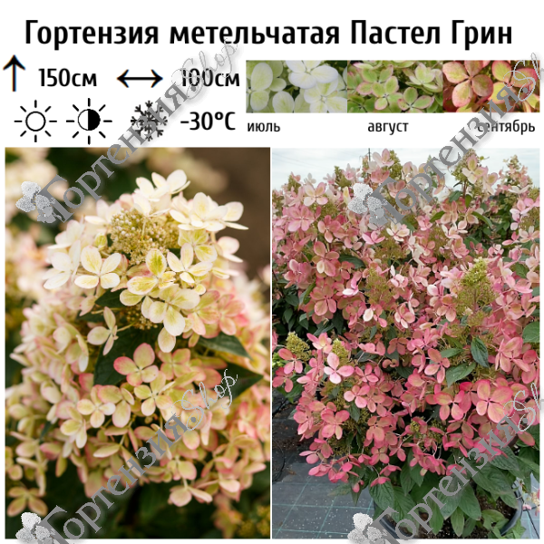 Гортензия метельчатая "Пастел Грин"