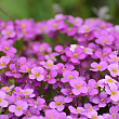 Арабис кавказский 