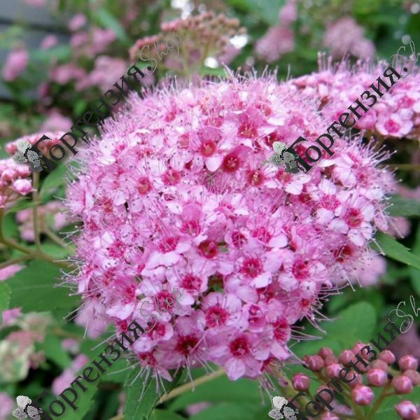 Спирея березолистная "Пинк Спарклер"