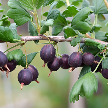 Крыжовник "Северный капитан" 