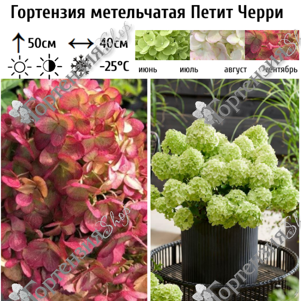 Гортензия метельчатая "Петит Черри"