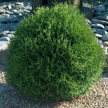 Туя западная "Тини Тим" 