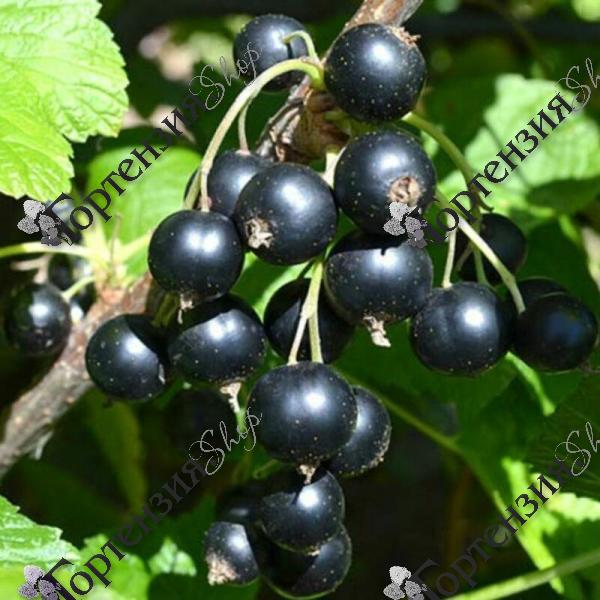 Смородина черная "Вологда"