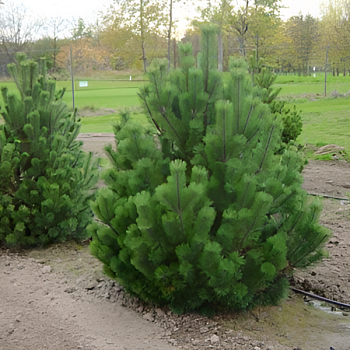 Сосна горная  