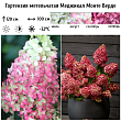 Гортензия метельчатая 